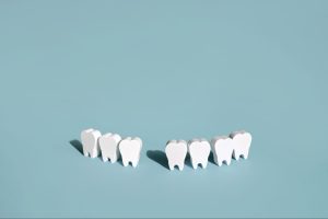Wooden models of teeth.