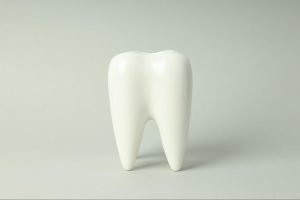 Model of a tooth.
