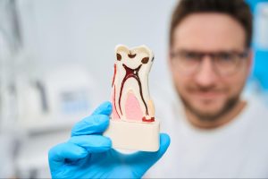 A male dentist showing a detailed 3D model of a tooth.