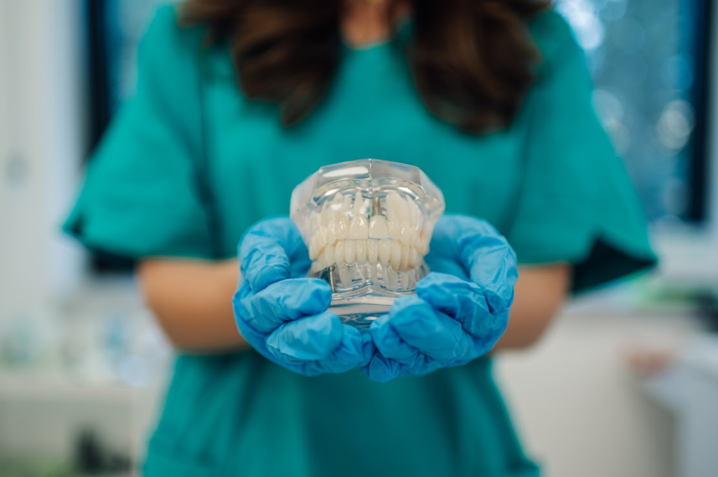 A dentist is holding a mold of teeth.